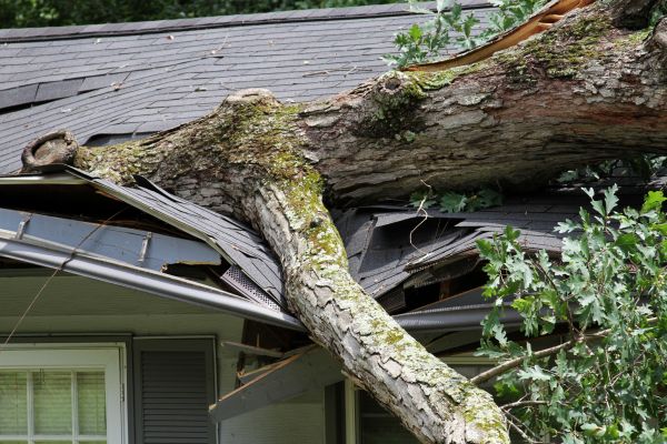 Cost of Storm Remediation in Spotsylvania
